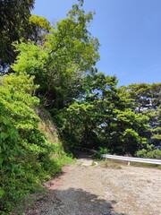 Road goes into the forest photo