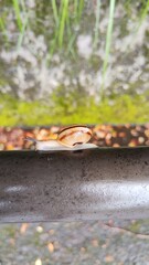 Close Up Snail Outdoor Photo