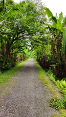 Path through Banana Trees Grove