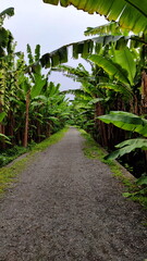 Path through Banana Trees Grove