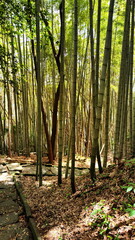 Path in Japanese Bamboo Grove Photo