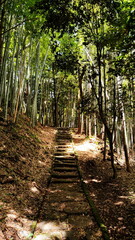 Old stone stairs goes through the bamboo grove