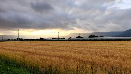 Wheat Field in Japanese Village.