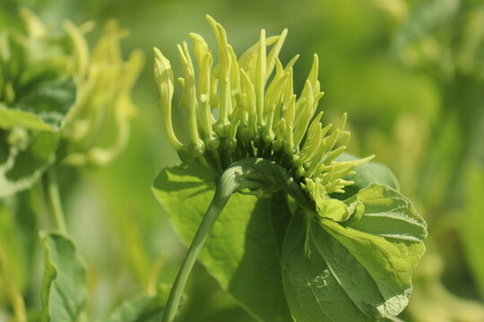 Flowering European birthwort (Aristolochia clematitis) plant with green leaves and yellow flowers in summer garden