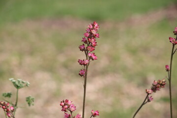 Pink flowers of American alumroot (Heuchera americana) in summer garden