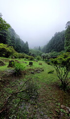 Lawn in the middle of mixed forest in fog