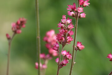 Pink flowers of American alumroot (Heuchera americana) in summer garden