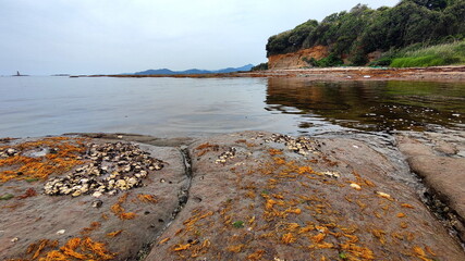 Beach on the dirty sea coast