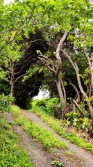 Trail goes through the magic forest