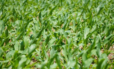 Young corn plants emerge from the soil with vibrant green foliage.