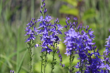 Blue flowers of large speedwell (Veronica teucrium) in summer garden