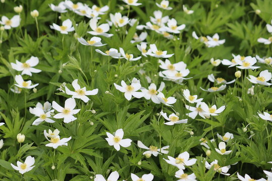 Flowering round-headed anemone (Anemonastrum canadense, syn. Anemone canadensis) in summer garden