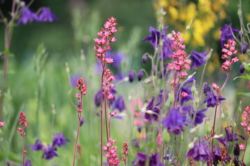 Pink flowers of American alumroot (Heuchera americana) and blue flowers of common columbine (Aquilegia vulgaris) in summer garden