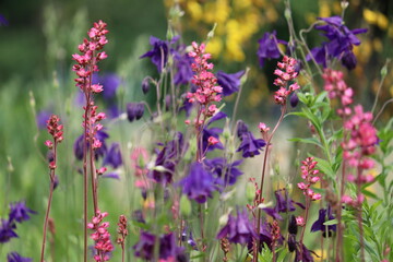Pink flowers of American alumroot (Heuchera americana) and blue flowers of common columbine (Aquilegia vulgaris) in summer garden