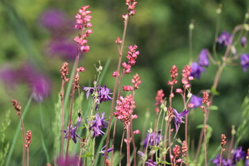 Pink flowers of American alumroot (Heuchera americana) in summer garden