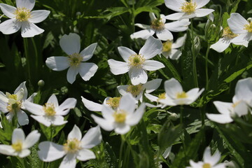 Flowering round-headed anemone (Anemonastrum canadense, syn. Anemone canadensis) in summer garden
