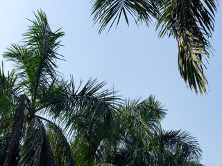 Tropical palm tree with lush green fronds, standing tall under a bright blue sky. Clear, sunny