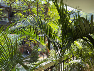tropical palm, lush greenery, and exotic plants. Scenic urban view, city street below, offering