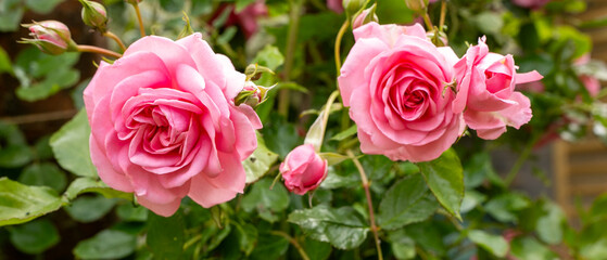 pink roses in garden