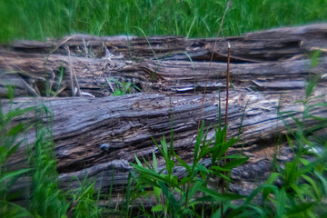 monocle lens rotten tree on the grass