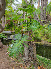 Split leaf Philodendron Bipinnatifidum, Araceae family, in a jungle-like park with dappled shade near a fresh water pond of tropical America