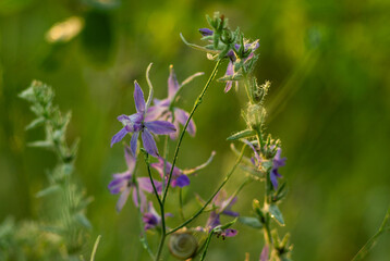 purple flowers in the garden