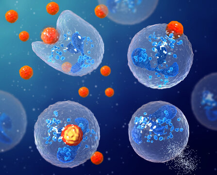 Medical background, phagocytosis is the process of capturing and digesting solid foreign particles by phagocytes, 3D rendering
