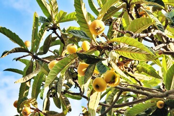 loquat, yellow fruit on tree, loquat fruit, fruit tree