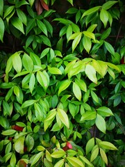 Tuscan Jasmine in April, no flowers yet but full of new shoots with leaves.  Trachelospermum jasminoides.