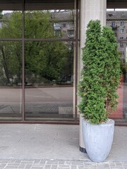 Green bush in concrete pot near wall