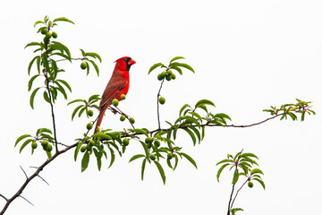 Male Cardinal on Plum Tree Branch