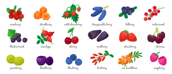 Cartoon fresh berries. Isolated berry, seasonal vitamin food. Blackcurrant cherry raspberry bilberry blueberry gooseberry. Neoteric vector clipart