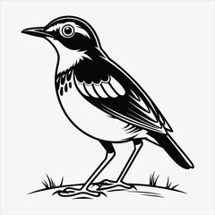 Fototapeta premium Antpitta line art White background illustration Generative Ai.