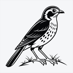 Fototapeta premium Antpitta line art White background illustration Generative Ai.