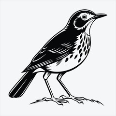 Obraz premium Antpitta line art White background illustration Generative Ai.