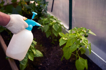 Greenhouse farming. Treatment of plants by leaf. Male hand with a hand sprayer with a spray of...