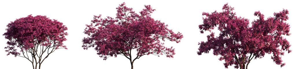 Obraz premium Set of Loropetalum chinense (Chinese fringe flower and strap flower) frontal isolated png in sunny daylight on a transparent background perfectly cutout