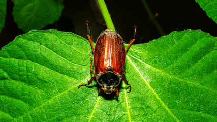 The beetle is a member of the subfamily Melolonthinae, which includes many species of beetles.