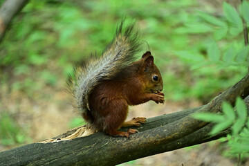 A beautiful squirrel on a tree eats a nut.
