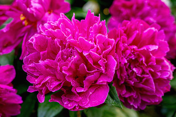 Closeup of beautiful hot pink Chinese Peony flower	
