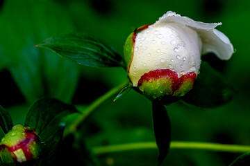 Closeup of beautiful white Chinese Peony flower buds decorated with morning dew drops