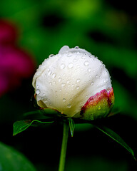 Closeup of beautiful white Chinese Peony flower buds decorated with morning dew drops