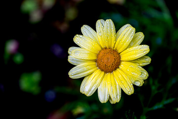 Blooming daisy