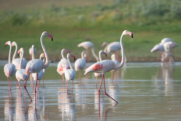 Flamingo » Greater Flamingo » Phoenicopterus roseus