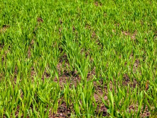 Young oat sprouts in the field