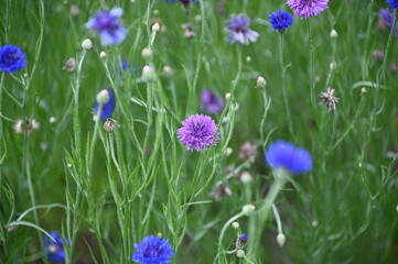 Purple and Blue Flower Blooms