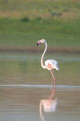 Flamingo » Greater Flamingo » Phoenicopterus roseus