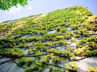facade greening or wall greening