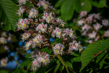 Summer fresh morning view for bloom of chestnut big tree with blue heaven