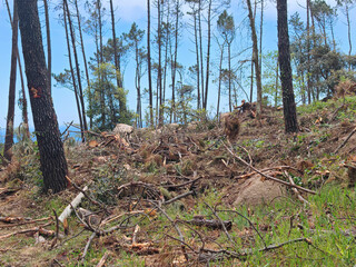 cleanup after storm damage in the forest